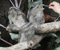 Tawny frogmouths being fed